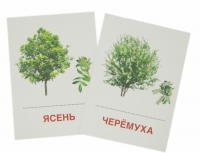 Раздаточные карточки "Деревья и кустарники" - «globural.ru» - Мытищи