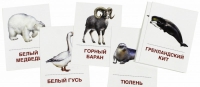 Раздаточные карточки "Животные холодных широт" - «globural.ru» - Мытищи