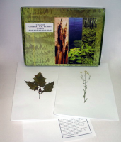 Гербарий "Сорные растения" (24 вида) - «globural.ru» - Мытищи