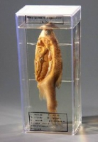 Влажный препарат Внутреннее строение рыбы - «globural.ru» - Мытищи