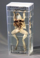 Влажный препарат Внутреннее строение лягушки - «globural.ru» - Мытищи