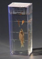 Влажный препарат Развитие костистой рыбы - «globural.ru» - Мытищи