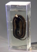 Влажный препарат Уж - «globural.ru» - Мытищи