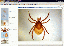 Биология. Микрофотографии. (Цифровая база изображений) - «globural.ru» - Мытищи