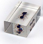 Комплект микропрепаратов для стереомикроскопа - «globural.ru» - Мытищи