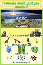 Стенд "Уровни организации живого" - «globural.ru» - Мытищи