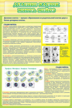 Стенд "Деление клеток митоз, мейоз" - «globural.ru» - Мытищи