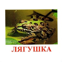Карточки Домана "Амфибии и рептилии" - «globural.ru» - Мытищи
