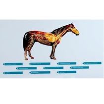 Стенд-планшет светодинамический "Изучение кровеносной системы сельскохозяйственных животных" со сменными панелями - «globural.ru» - Мытищи