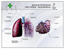 Стенд "Дыхательная система человека" - «globural.ru» - Мытищи
