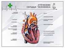 Стенд "Строение сердца человека" - «globural.ru» - Мытищи
