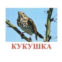 Карточки Домана "Птицы-3" - «globural.ru» - Мытищи