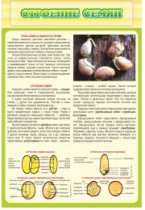 Стенд "Строение семян" - «globural.ru» - Мытищи