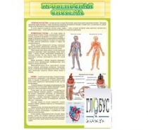 Стенд "Кровеносная система" - «globural.ru» - Мытищи