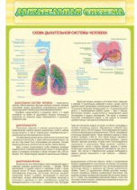 Стенд "Дыхательная система" - «globural.ru» - Мытищи