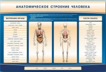 Электрифицированный стенд-тренажер c макетом скелета "Анатомическое строение человека" - «globural.ru» - Мытищи