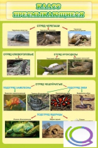 Стенд "Класс пресмыкающиеся" - «globural.ru» - Мытищи