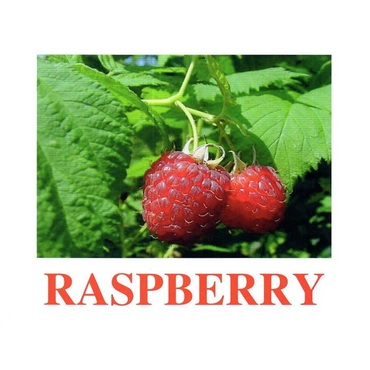 "Berries-1" ("Ягоды-1") английские карточки Домана - «globural.ru» - Мытищи