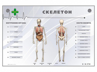 Электрифицированный стенд-тренажер "Скелетон" - «globural.ru» - Мытищи