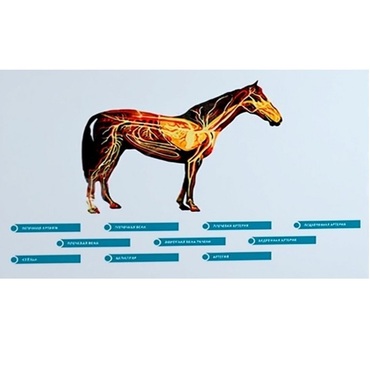 Стенд-планшет светодинамический "Изучение кровеносной системы сельскохозяйственных животных" со сменными панелями - «globural.ru» - Мытищи