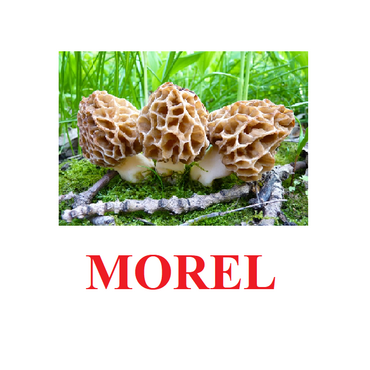 "Mushrooms" ("Грибы") английские карточки Домана - «globural.ru» - Мытищи