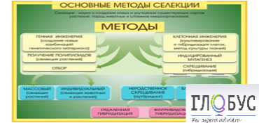 Стенд "Методы селекции и биотехнологии" - «globural.ru» - Мытищи