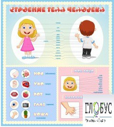 Стенд "Строение человека" для детей - «globural.ru» - Мытищи