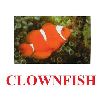 "Fish" ("Рыбы") английские карточки Домана - «globural.ru» - Мытищи