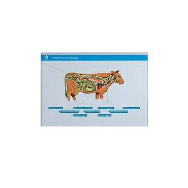 Стенд-планшет светодинамический "Изучение нервной системы сельскохозяйственных животных" со сменными панелями - «globural.ru» - Мытищи