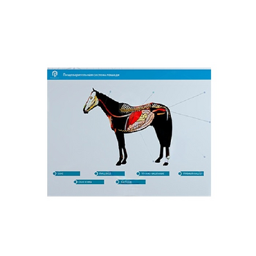 Стенд-планшет светодинамический "Изучение пищеварительной системы сельскохозяйственных животных" со сменными панелями - «globural.ru» - Мытищи